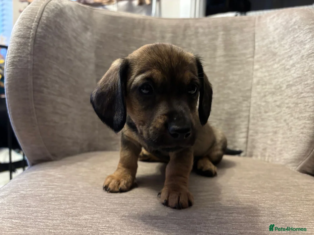Dachshund dogs for sale: Tweenie Dachshunds  - Advert 1