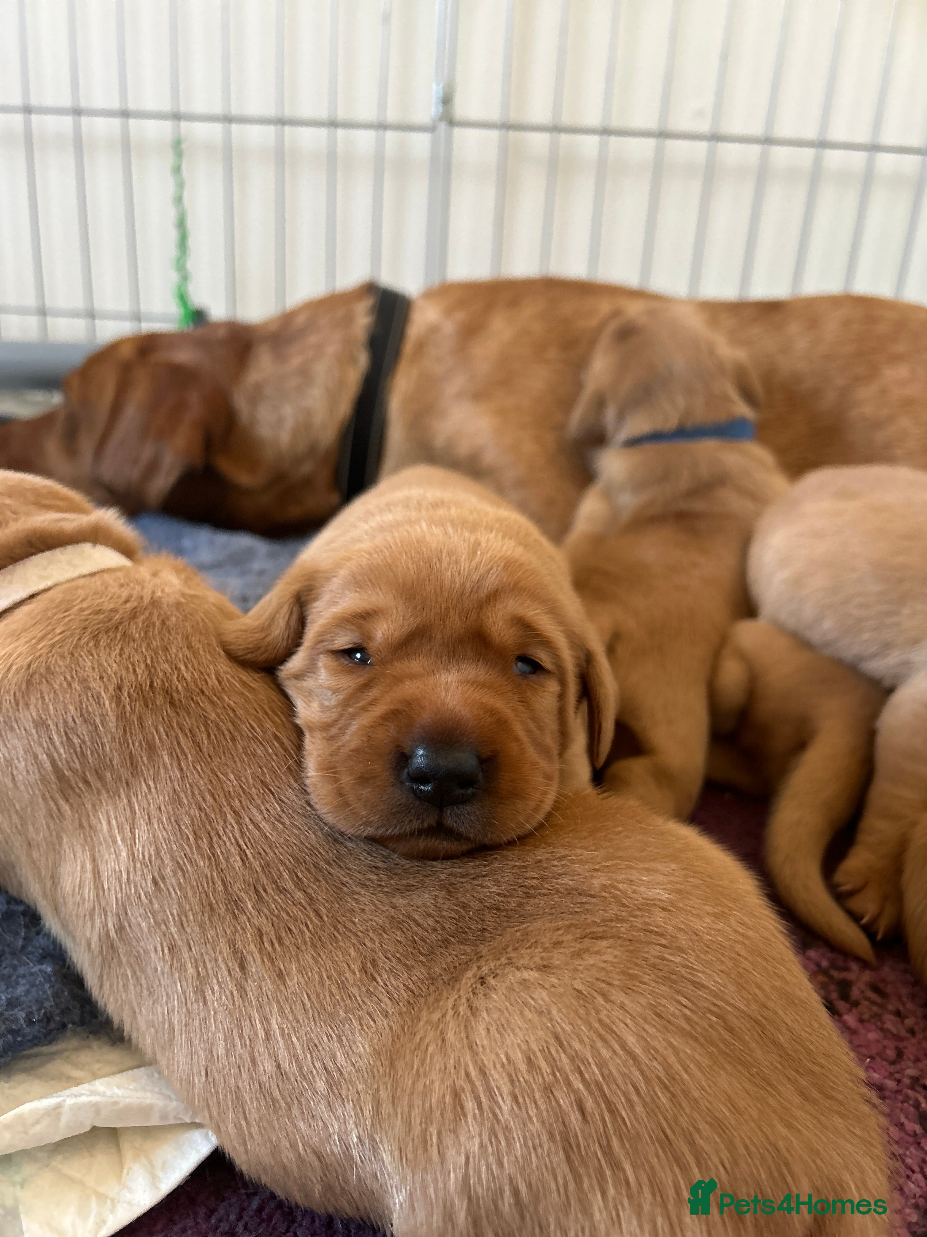 Labrador Retriever dogs Kc Labrador Retriever Red fox 8 puppies for sale  - Advert 1