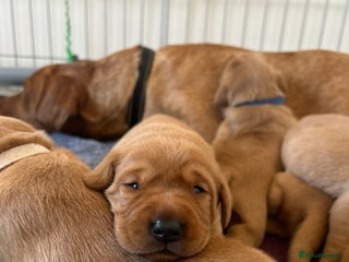Labrador Retriever dogs Kc Labrador Retriever Red fox 8 puppies for sale - Advert 7