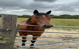 Irish Thoroughbred horses for sale: Project horse previously backed from KODIAC line - Image 9