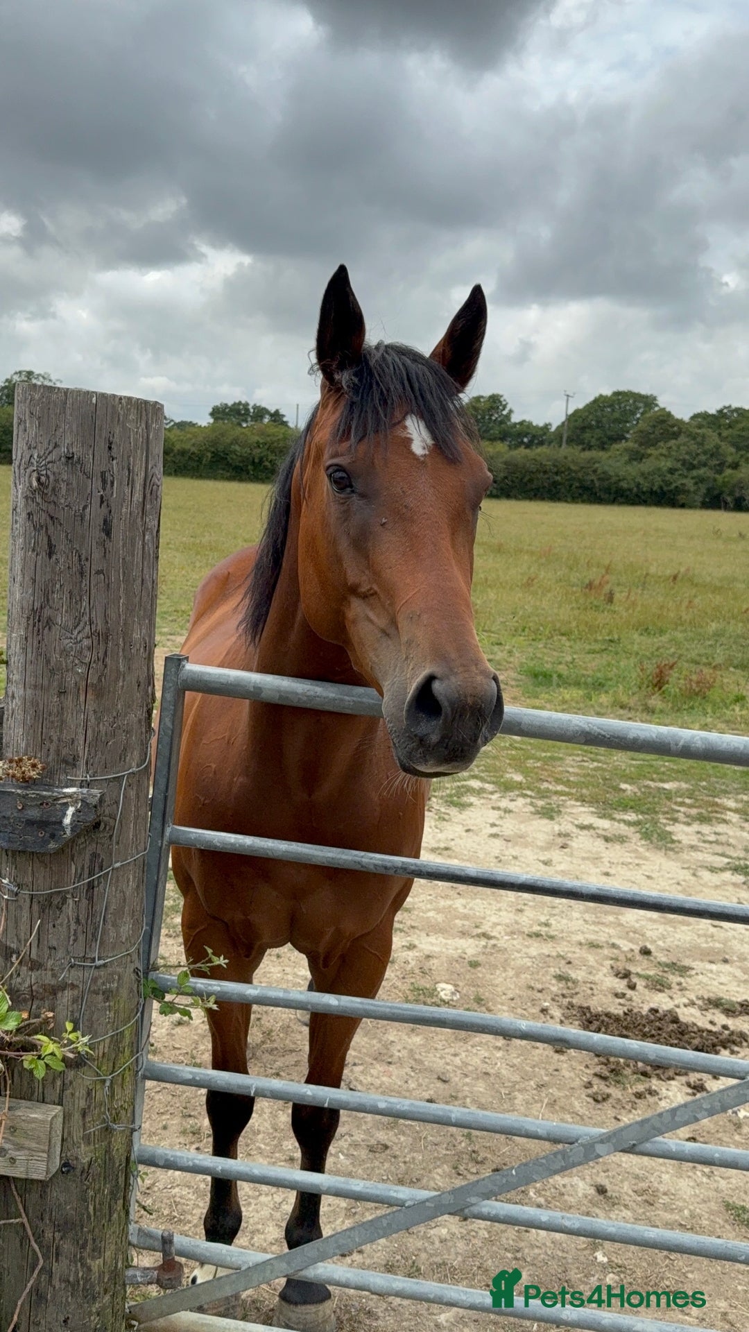 Irish Thoroughbred horses for sale: Project horse previously backed from KODIAC line - Image 9