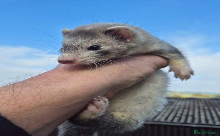 Ferret rodents - Advert 5