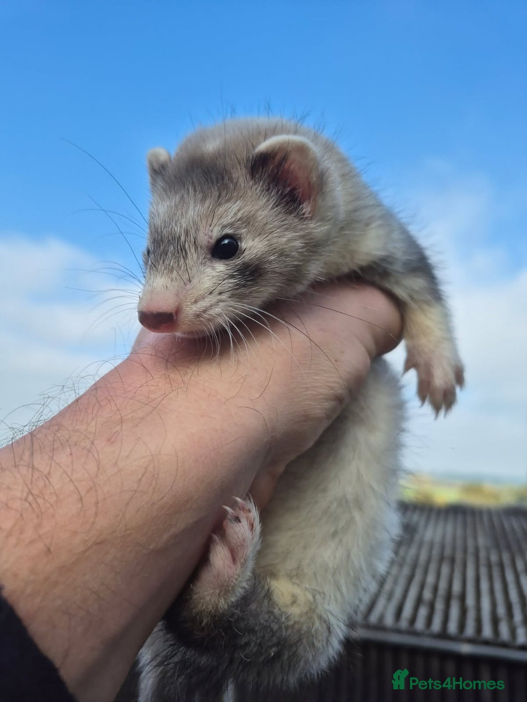Ferret rodents for sale: Ferret kits two silver girls and one sable boy - Image 1