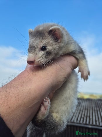 Ferret rodents - Advert 5