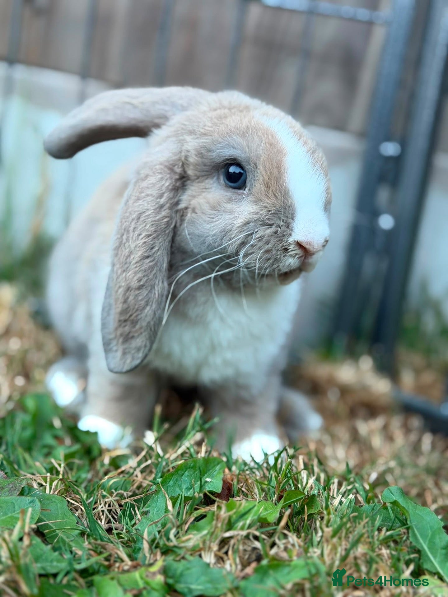Mini Lop rabbits Two rabbits and set up  - Advert 16