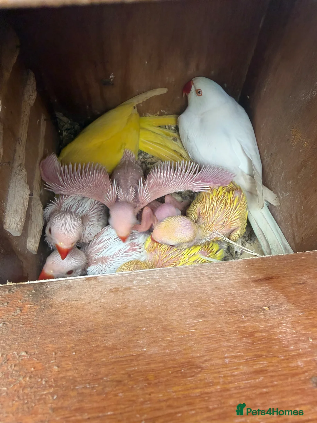 Ringnecks birds for sale: Ringneck young ones available  in Leeds - Advert 6
