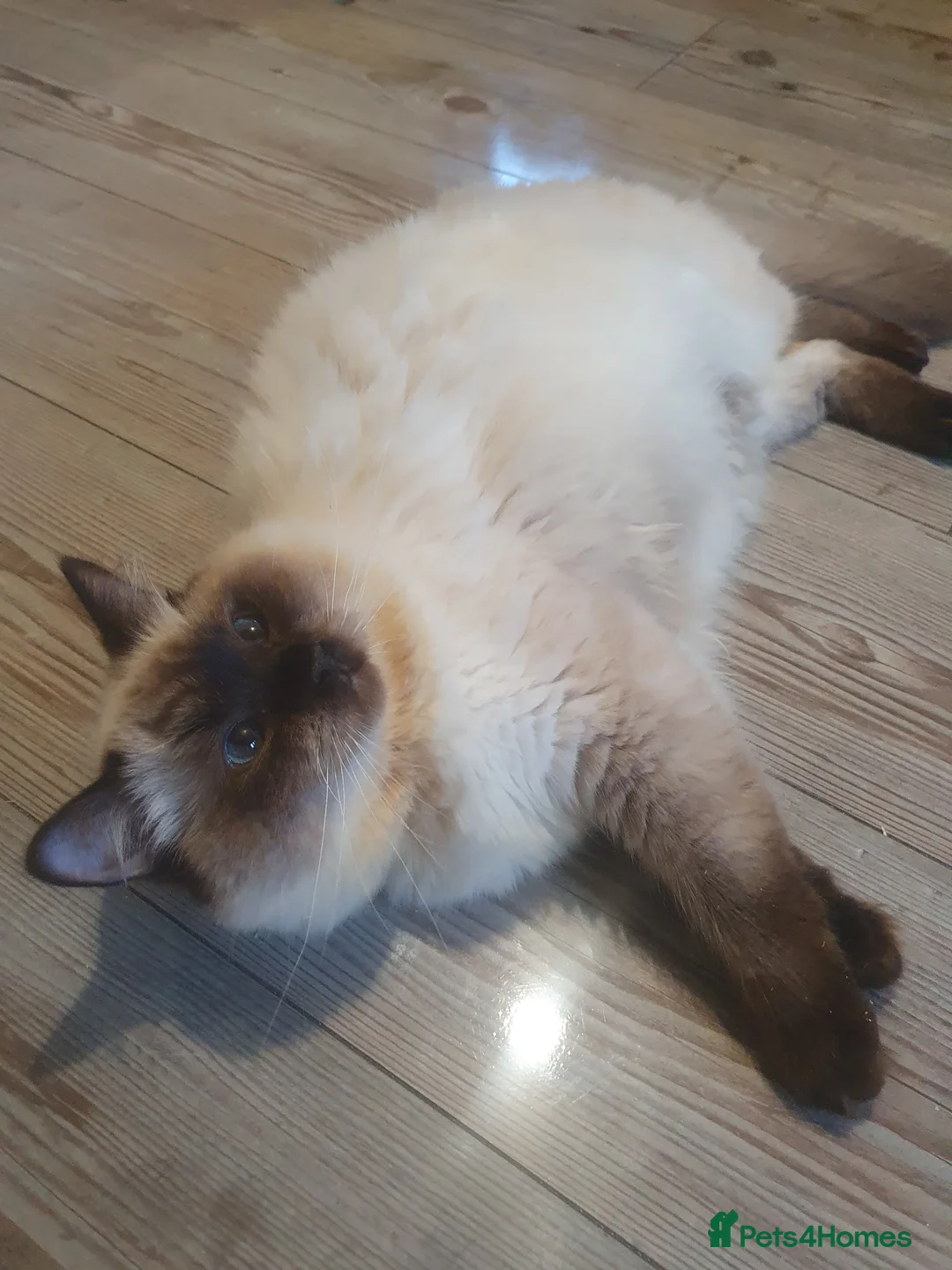 Ragdoll cats for sale: Sweet&Playful ragdolls - Advert 6