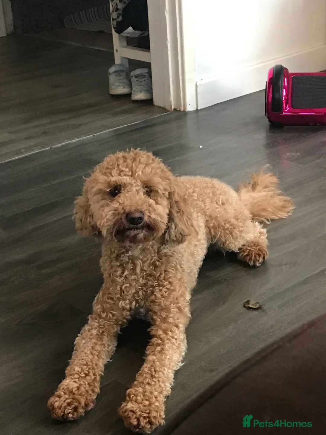 Cavapoo dogs for stud: F1B cavapoo great success rate  in Exeter - Advert 6