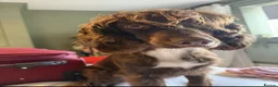 Sprocker dogs for sale: Pre Birth: Sprocker Puppies due in July in Wellingborough - Advert 7