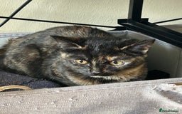 Domestic Shorthair cats for sale: Lovely Domestic short hair cats - Image 3