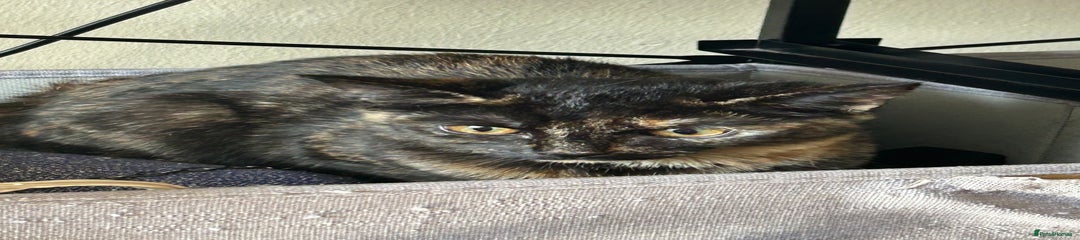 Shuri