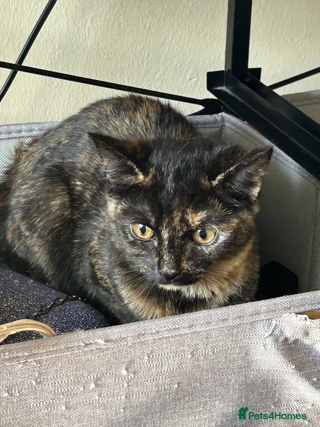 Domestic Shorthair cats for sale: Lovely Domestic short hair cats - Image 3