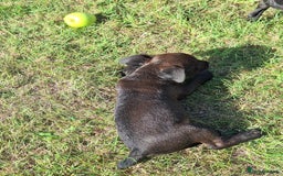 Patterdale Terrier dogs for sale: READY NOW Stunning litter of Patterdale Terriers  - Image 2
