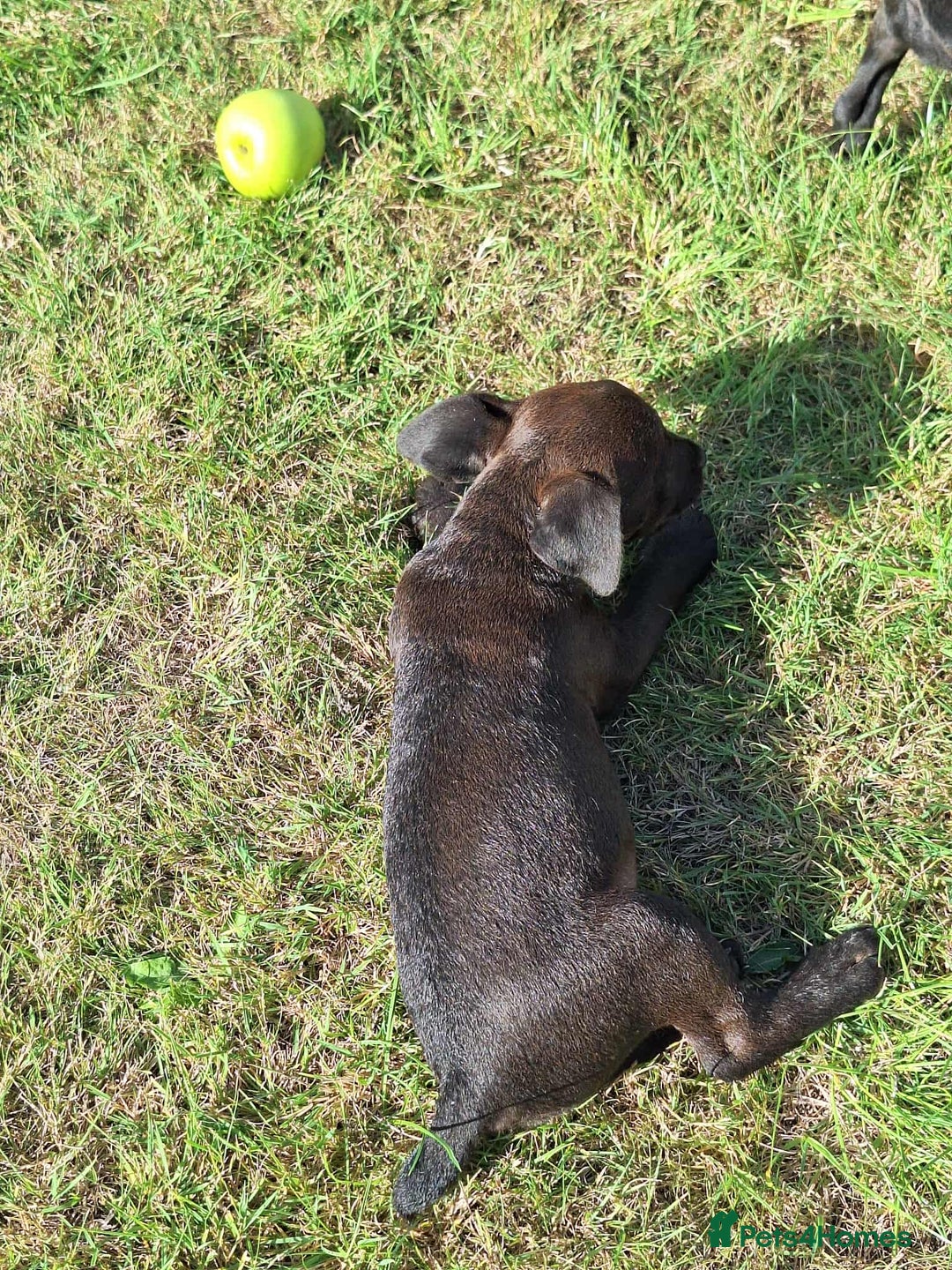 Patterdale Terrier dogs for sale: READY NOW Stunning litter of Patterdale Terriers  - Image 2