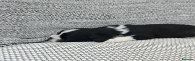 Shihpoo 1