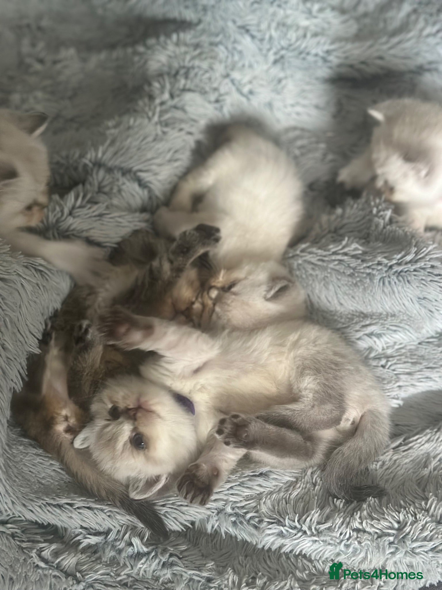 British Shorthair cats GCCF BSH colour point kittens  - Advert 2