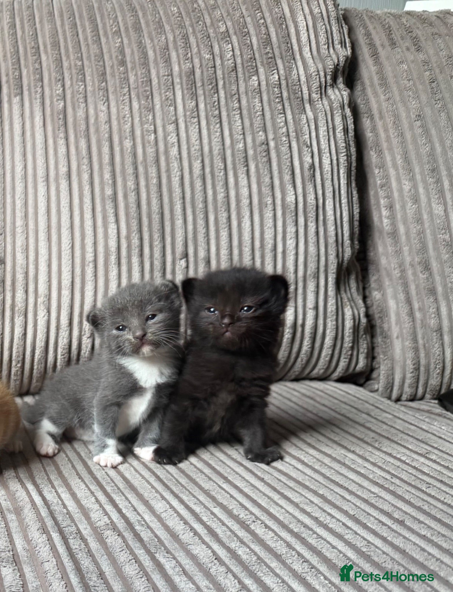 Mixed Breed cats Half ragdoll kittens  - Advert 4