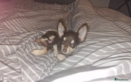 Chihuahua dogs for sale: Lovely little Chihuahua Female - Image 1