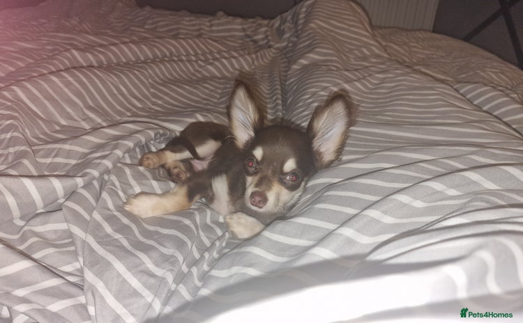 Chihuahua dogs - Advert 7