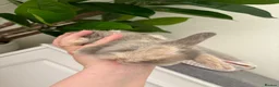 Mini Lop rabbits for sale: Baby Mini Lop's Ready To Leave 6th June in Birmingham - Advert 10