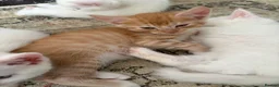 Domestic Shorthair cats for sale: Adorable Kittens – 2 Girls & 3 Boys in Isleworth - Advert 9