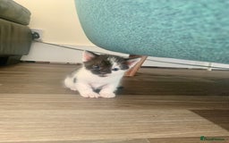 Mixed Breed cats for sale: Harlequin Mixed Breed Kittens  - Image 3
