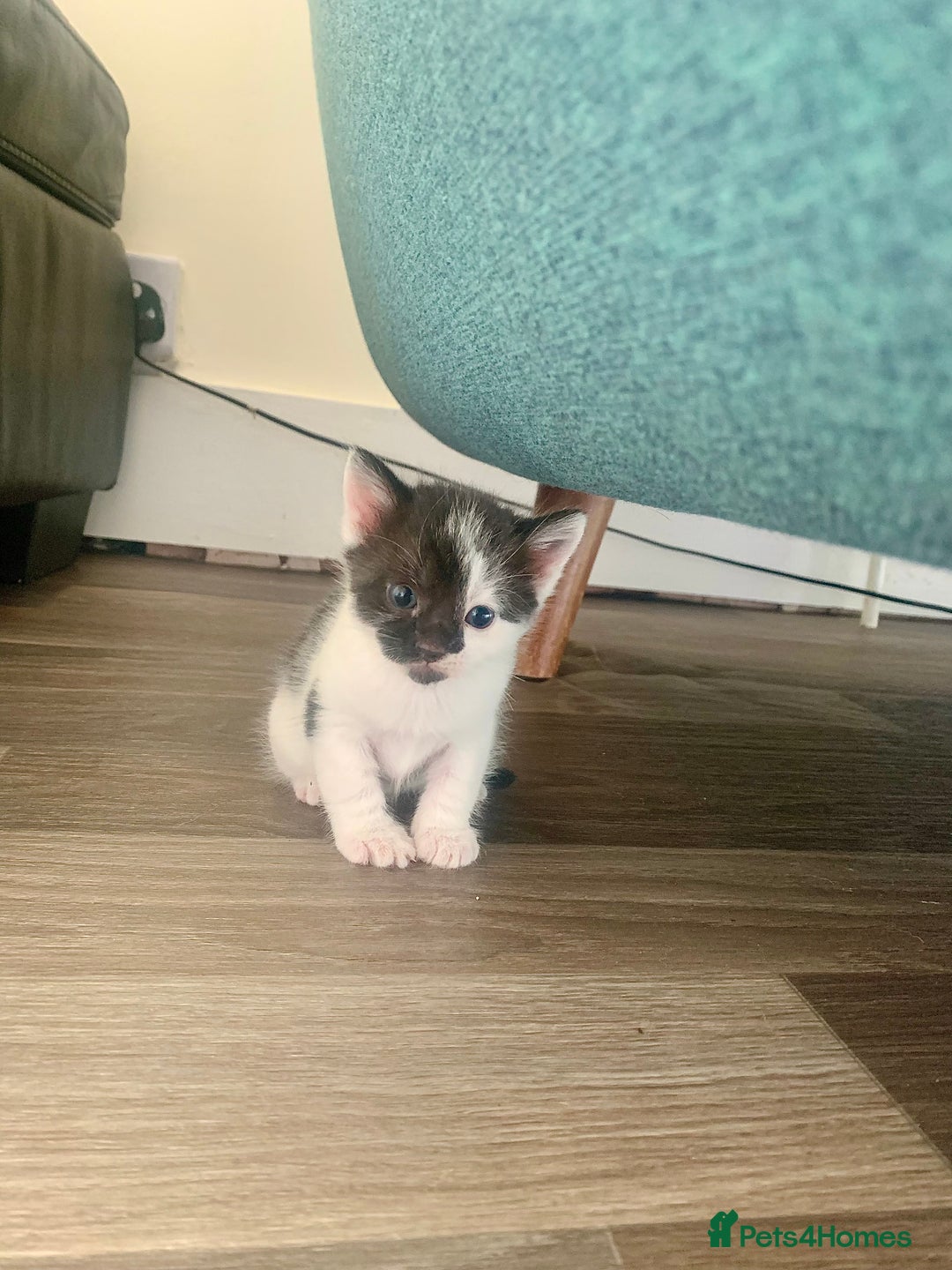Mixed Breed cats for sale: Harlequin Mixed Breed Kittens  - Image 3