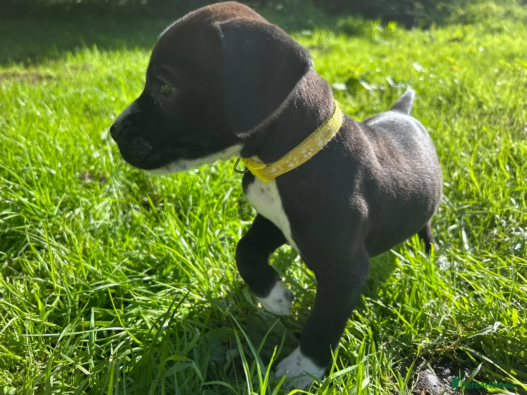 Mixed Breed dogs for sale: 🐾 Stunning Dalmatian × Boxer Puppies 🐾 in Leek - Advert 16