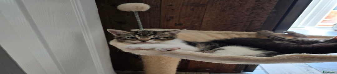 Mixed Breed Kitten 4