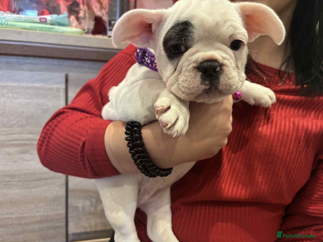 French Bulldog dogs for sale: Kropek - Image 6