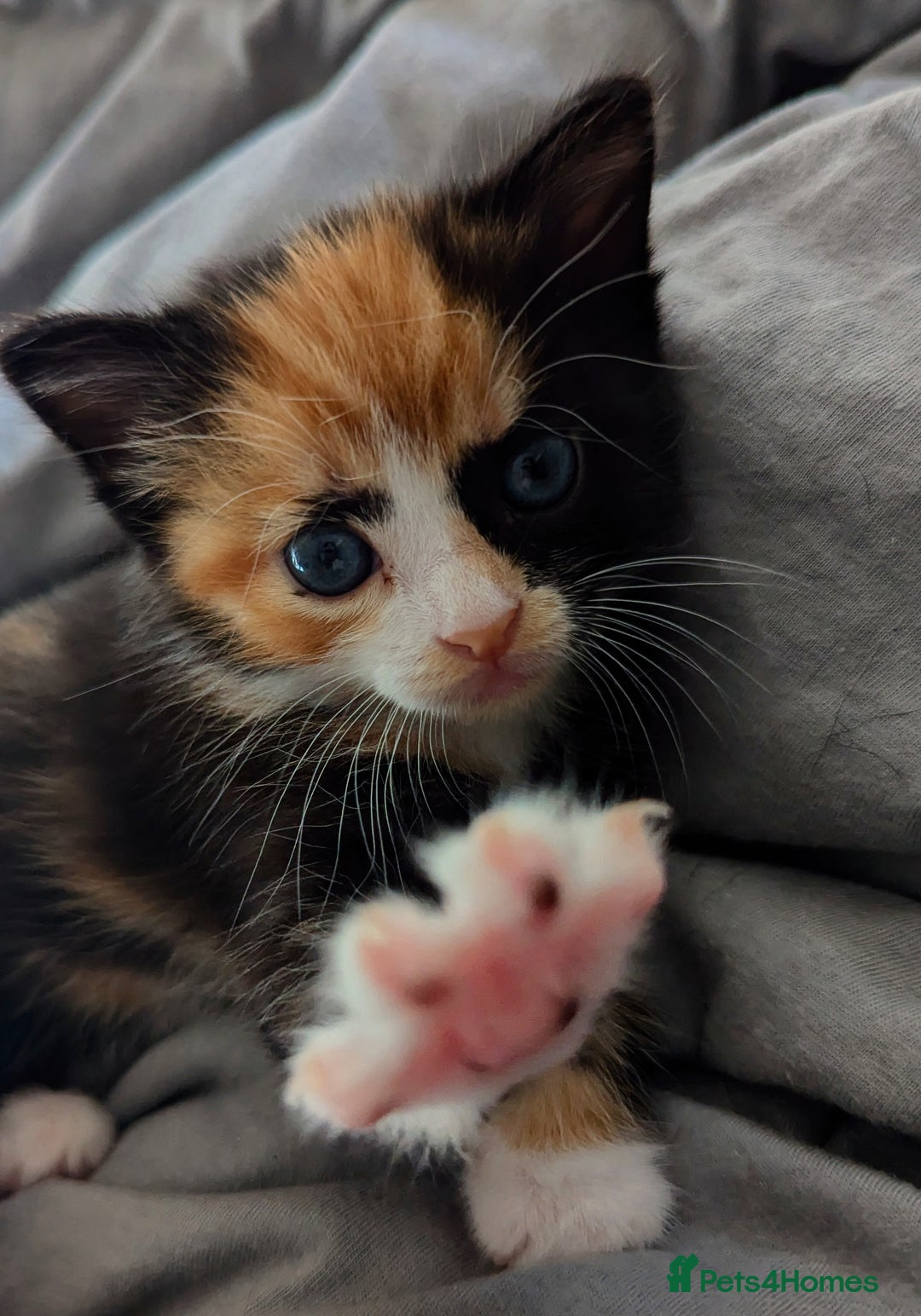 Domestic Shorthair cats for sale: 2 adorable kittens looking for loving home - Image 8