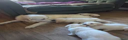 Golden Retriever dogs for sale: Golden retriever puppies  - Advert 23