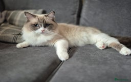 Ragdoll cats for sale: Pedigree Ragdoll Kittens  - Image 1