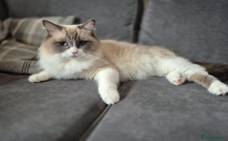 Ragdoll cats - Advert 1