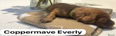 Coppermave Everley
