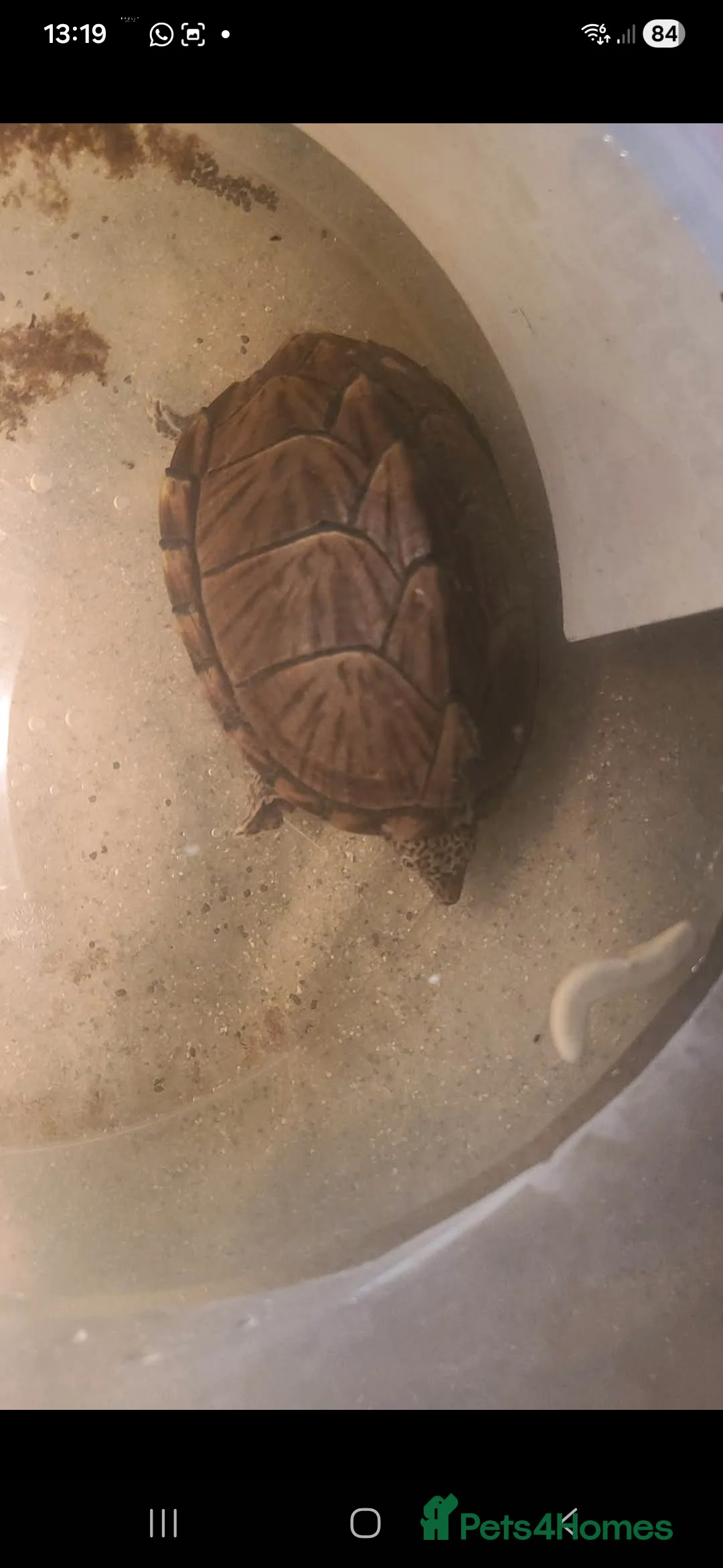 Turtle reptiles for sale: Turtle for sale - Advert 2