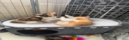 Mixed Breed cats for sale: Stunning ragdoll cross kittens  in Barking - Advert 10