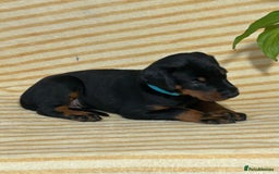 Dobermann dogs for sale: Dobermann puppies Champion bloodline, kc reg - Image 30