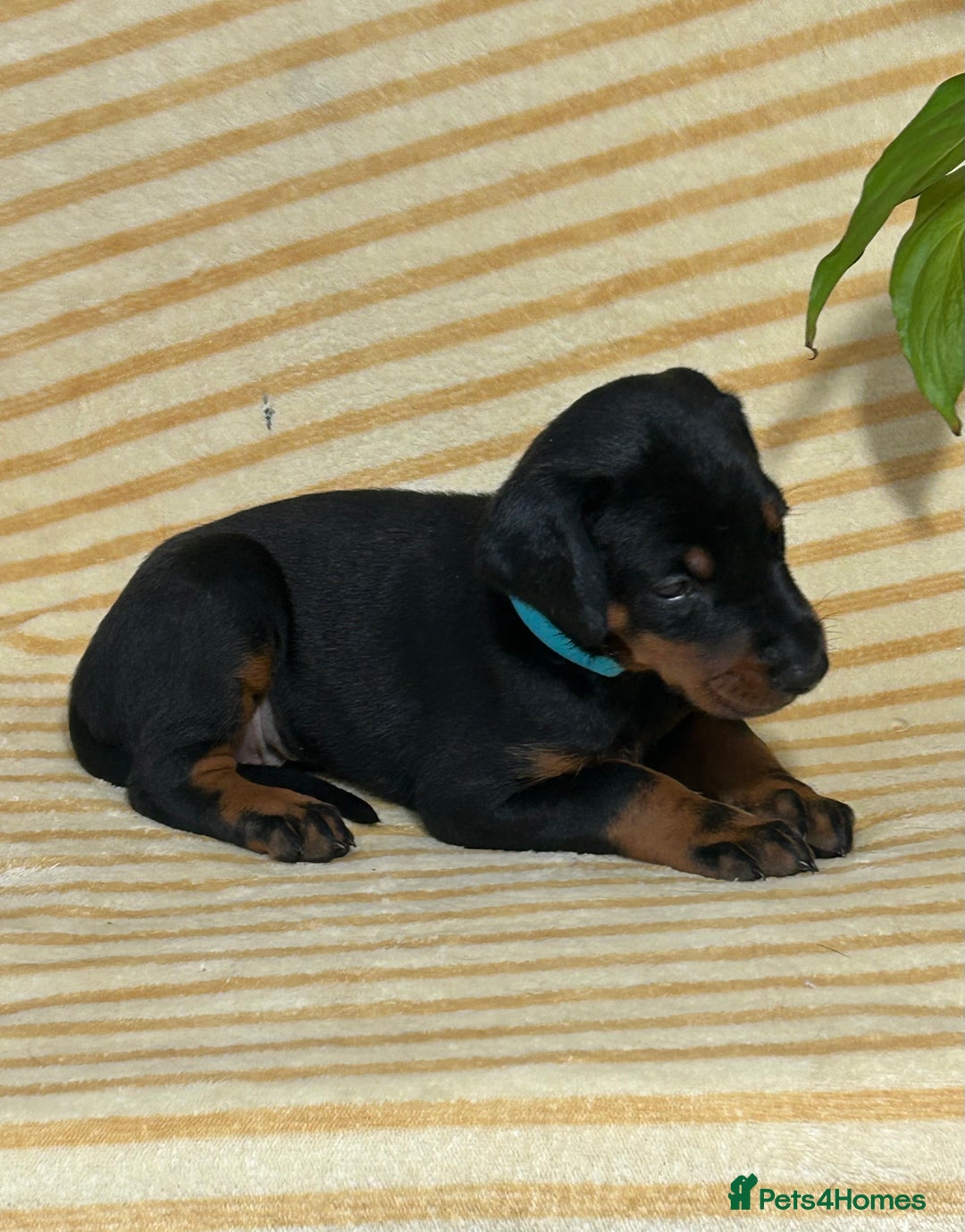 Dobermann dogs for sale: Dobermann puppies Champion bloodline, kc reg - Image 30