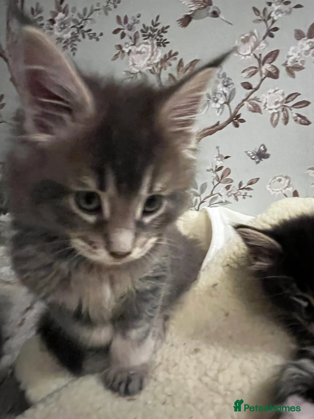 Maine Coon cats for sale:  Pedigree Maine Coon kittens - Advert 14