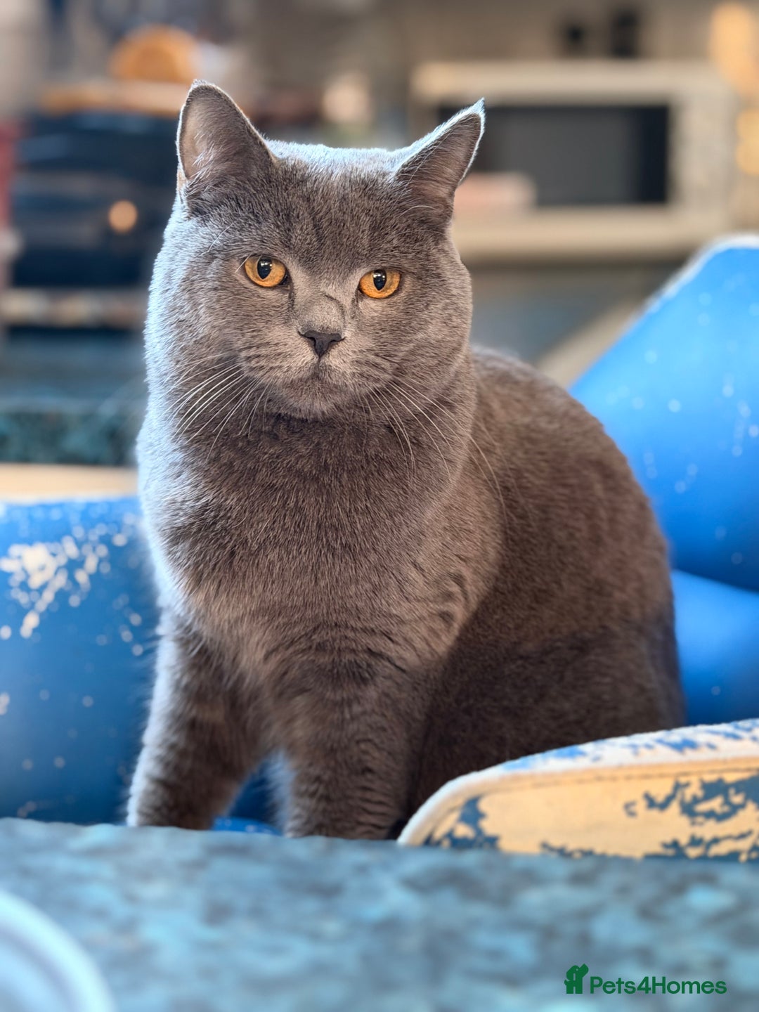 British Shorthair cats for stud: Tommy Charming British Shorthair Looking for Love - Advert 3