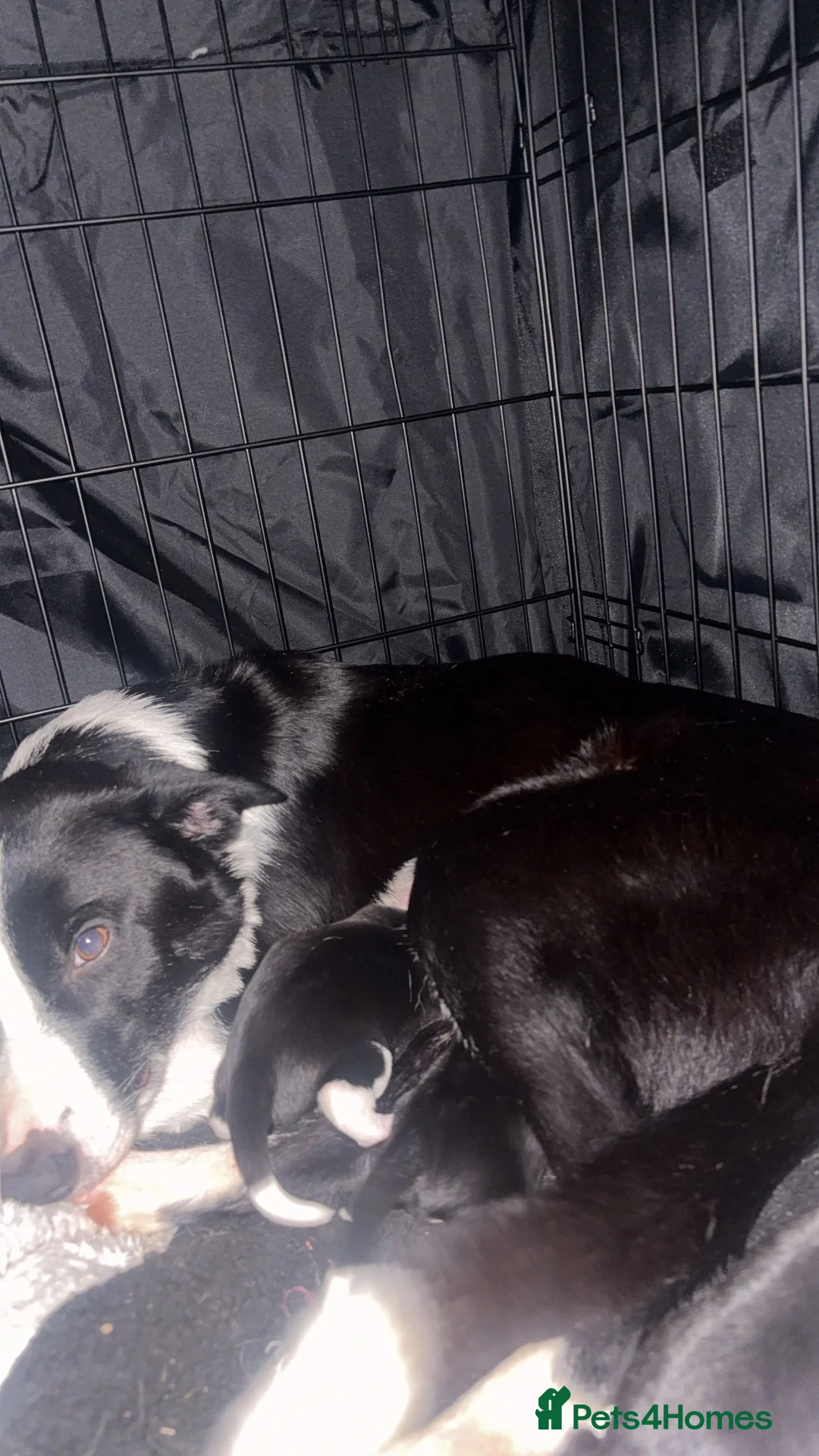 Border Collie dogs for sale: Litter of 4 border collies in Telford - Advert 1