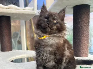 Maine Coon cats Black smoke girl - Advert 14