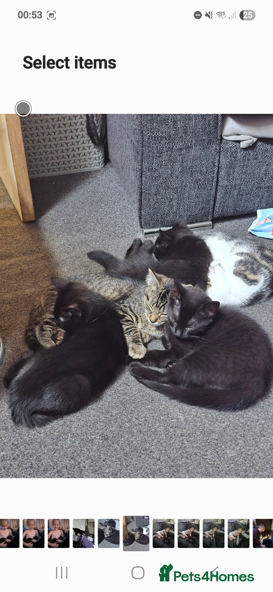 Domestic Shorthair cats for sale: Bonded pair black kittens 18 weeks old - Image 6
