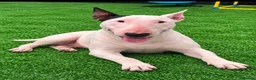 Bull Terrier dogs for sale: (Dorothy) adult English bull terrier female - Advert 4
