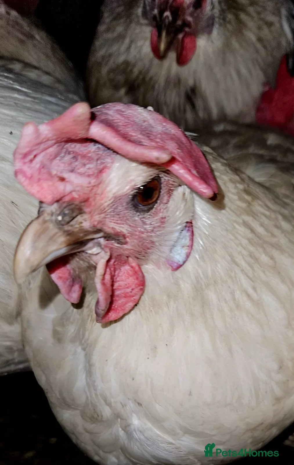 Chickens poultry La Bresse - Point of Lay hens and hatching eggs - Advert 1