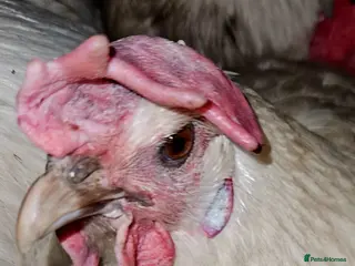Chickens poultry for sale: La Bresse - Point of Lay hens and hatching eggs - Advert 4