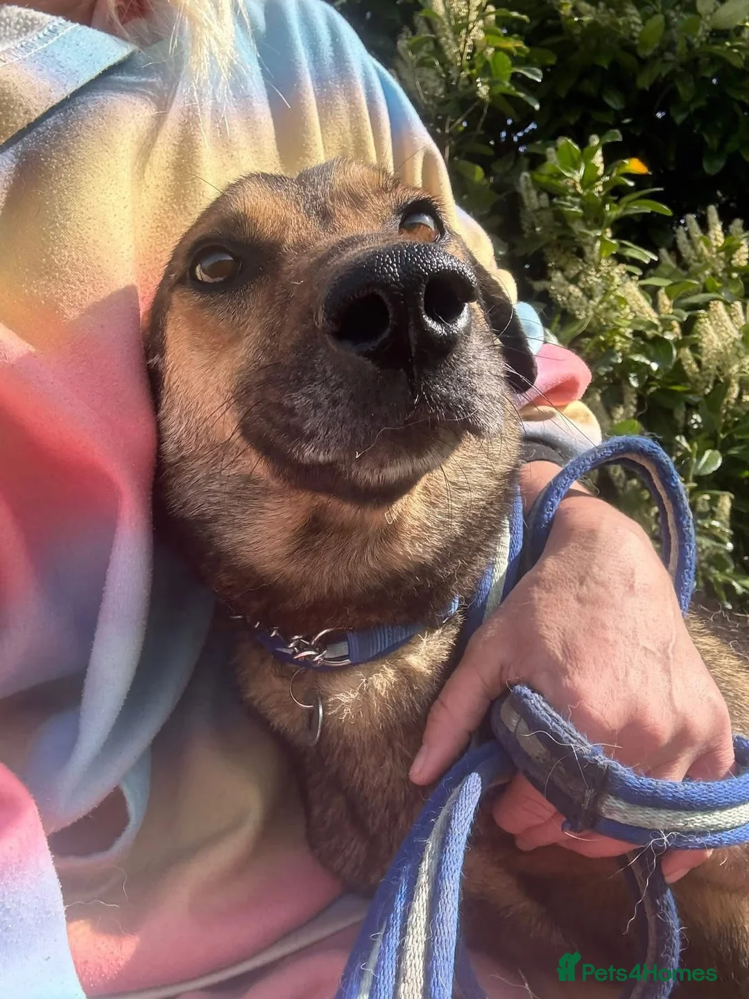 Mixed Breed dogs for adoption: Jenkins - Norwich Norfolk  - Advert 1