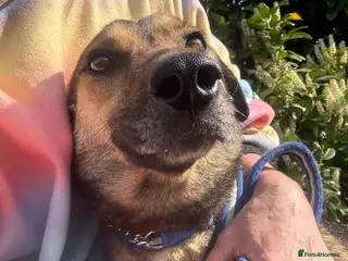 Mixed Breed dogs Jenkins - Norwich Norfolk - Advert 2