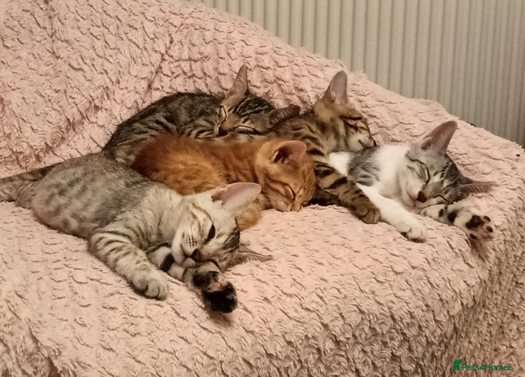 Bengal cats for sale: Bengal Mix Kittens High % Wild Asian Leopard Cat  - Image 1